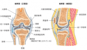 仙台市泉区ボディーコンディショニングルーム縁 膝痛のなぜ 仙台市泉区ボディーコンディショニングルーム縁 膝痛のなぜ